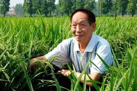 为什么网友相争，都觉得袁隆平是当地自己人？图片