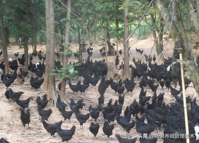 鸡常用的蛋白质饲料有哪些？