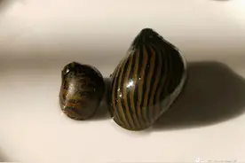 五次方：常见观赏螺简介暨新手养螺记图片