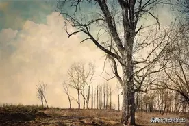 农村传统方法，教你如何让一棵大树自然枯萎而亡？图片