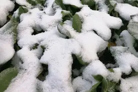 2020年的第一场雪图片