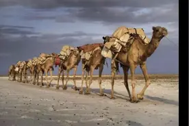 骆驼又有多重，SUV撞上骆驼又会如何呢图片