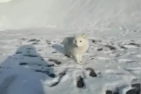 长春净月潭出现呆萌小白狐，希望遇见的游客能投喂食物图片