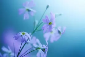 有些人，只适合怀念，不适合相见图片