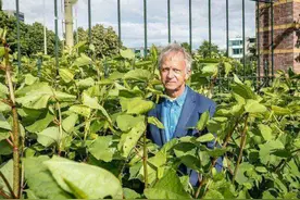 日本虎杖：地表最强入侵植物，穿墙破壁の房屋杀手，其实超无辜图片