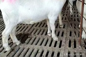 美国白山羊多少钱一只美国白山羊饲养和生活习性白山羊种公羊价格图片