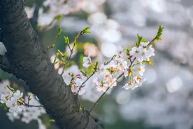江城四季 | 那些花儿，不负等待图片