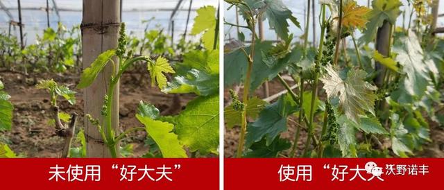 国家重点研发计划产业化「2021国内酶解氨基酸叶面肥的新旗舰」