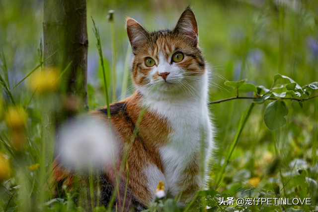 鐚挭鐪熺殑闇€瑕佸悆閭ｄ箞楂樿泲鐧界殑椋熺墿鍚楋紵