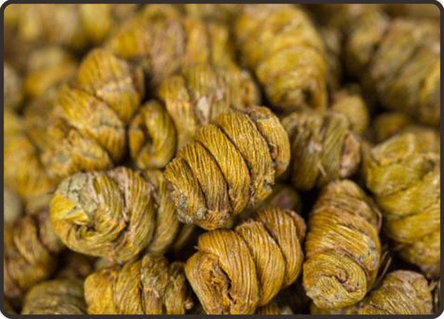 铁皮石斛的功效与作用及禁忌 2026年铁皮石斛的功效与作用及禁忌人群