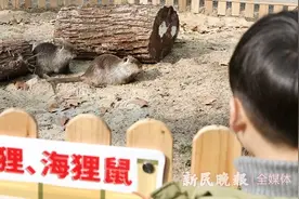 新春鼠来宝② | 有“鼠”却非鼠，叫“猪”却是鼠，动物园里有一群“鼠明星”图片