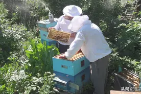 制止盗蜂的方法有多种，要根据情况灵活选择，正确运用图片