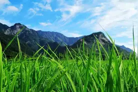 40后50后的老一辈农民正逐渐退出历史的舞台未来农业令人担忧图片