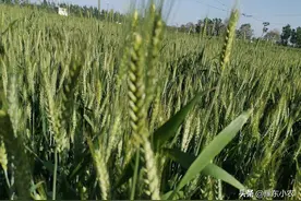 “一水早二水晚三水看”，小麦浇第三水和一喷三防需注意哪些事项图片