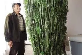 大叔养龙骨，秘决只有1个，蹭蹭疯长，一年蹿到屋顶高图片