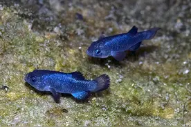 世界十五种濒危的稀有鱼类图片