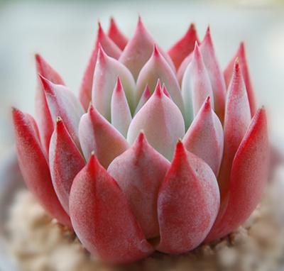 怎么样,你们喜欢这些粉粉的多肉小仙女吗?其中你又最心仪谁?