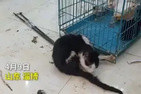 虐待宠物，建议封杀图片