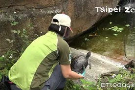 冬天长胖一圈！西瓜龟游泳晒太阳图片