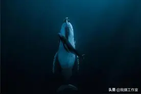 全球奖金最高摄影大赛，看谁瓜分了2019年第九届哈姆丹国际大赛图片