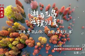 摄影大赛：探秘合肥“水鸟天堂”一起去董铺湖“打鸟”图片