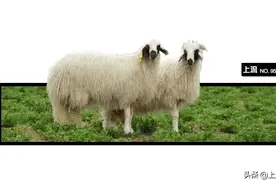 宁夏这么小，怎么还像两个省啊？图片