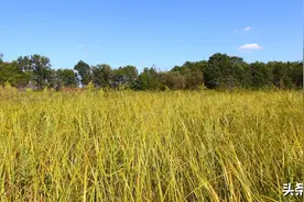 新一轮退耕还林：每亩退耕地补助1200元（分三次），退耕还草也有补助图片