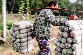 一担150斤，拼命一天能挑100多次，农民：种植木耳运气好能挣十万视频封面