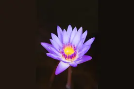 爱是拥有柴米油盐的岁月和时光，是同甘共苦地不离不弃。图片