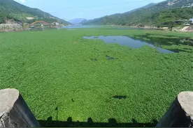 水葫芦入侵泛滥危害有多大？找准其弱点，一招就能高效治理水葫芦图片