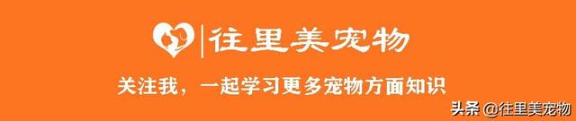 详解宠物鸟饲养过程中，常见内、外科疾病的症状及防治方法