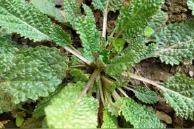 野菜——癞蛤蟆草味道鲜美图片
