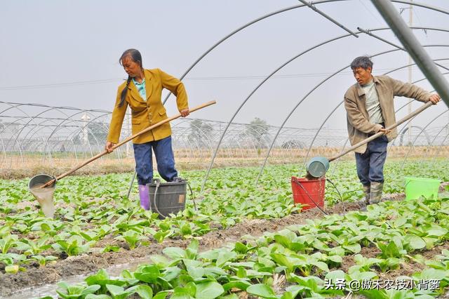 腐植酸、氨基酸、海藻酸、鱼蛋白，都是啥肥料？都有啥作用？