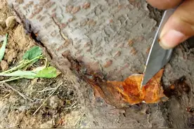 桃树流胶怎么办？预防是关键图片