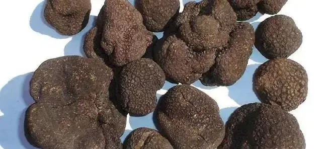 云南10种野生菌，你最喜欢吃哪几个？