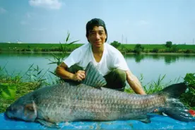 青鱼最大能长到多少斤？一次可怀100万枚卵，为何巨青却很少见？图片