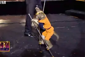 这就是猴速：小猴踩高跷见过吗？接棍速度像闪电，快得让你想不到视频封面
