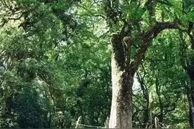 《哀牢山》鬼吹灯才有的云南-秘境图片