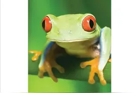 每日亲子阅读&英语启蒙之《animals big and small》图片