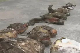 触目惊心！男子吃猫头鹰“治病”，冰箱里还有老鹰、松鼠、竹鸡……图片