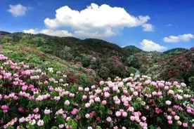 贵阳人注意！百里杜鹃景区有直通车啦图片