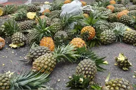 台湾凤梨滞销，每人吃18公斤，凤梨是啥，和菠萝有区别吗？图片