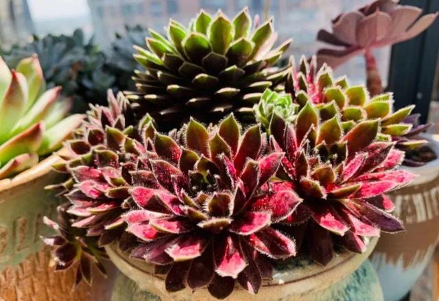 不怕冷的4种多肉,冬天越冻越好看,半年就能占满屋