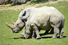 如何拯救即将濒临的物种—白犀牛图片