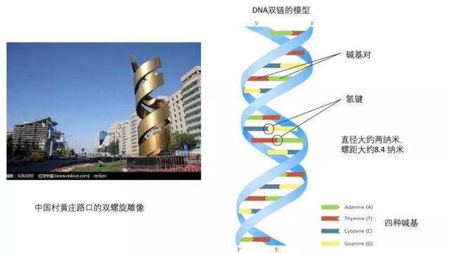 疑问：新冠肺炎病毒靠什么感染细胞？