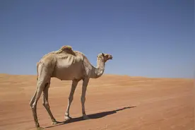 在沙漠旅游，负责任导游才会告诉你：遇到骆驼尸体，千万别碰图片