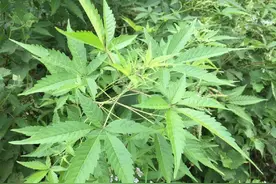 布惊树大家认识吗？没想到它的作用那么好，可惜好多人还不知道图片