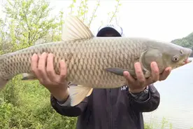 草鱼最喜欢什么气味？钓草鱼应该用什么味型的饵料？钓草鱼技巧图片