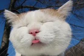 猫咪舌头你了解多少？看完才知道，原来里面还有这么多知识图片