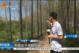 大片杨树林遭遇虫害，树叶瞬间被啃精光，村民着急求助图片